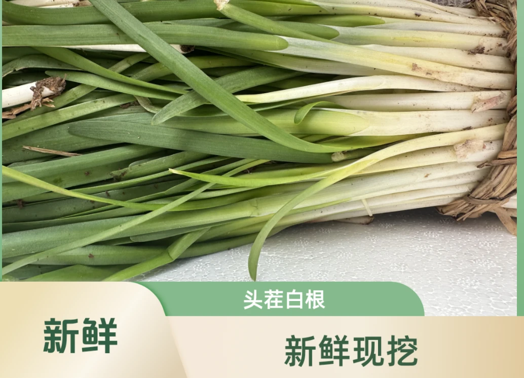 凤凰岭新鲜头茬白根韭菜现挖现发