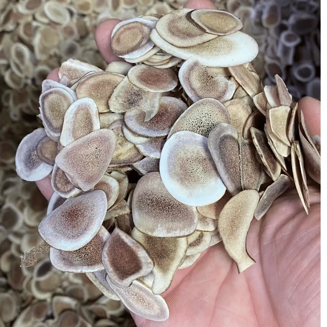 【兴昌补品】日常滋补色茸干货（日常款）