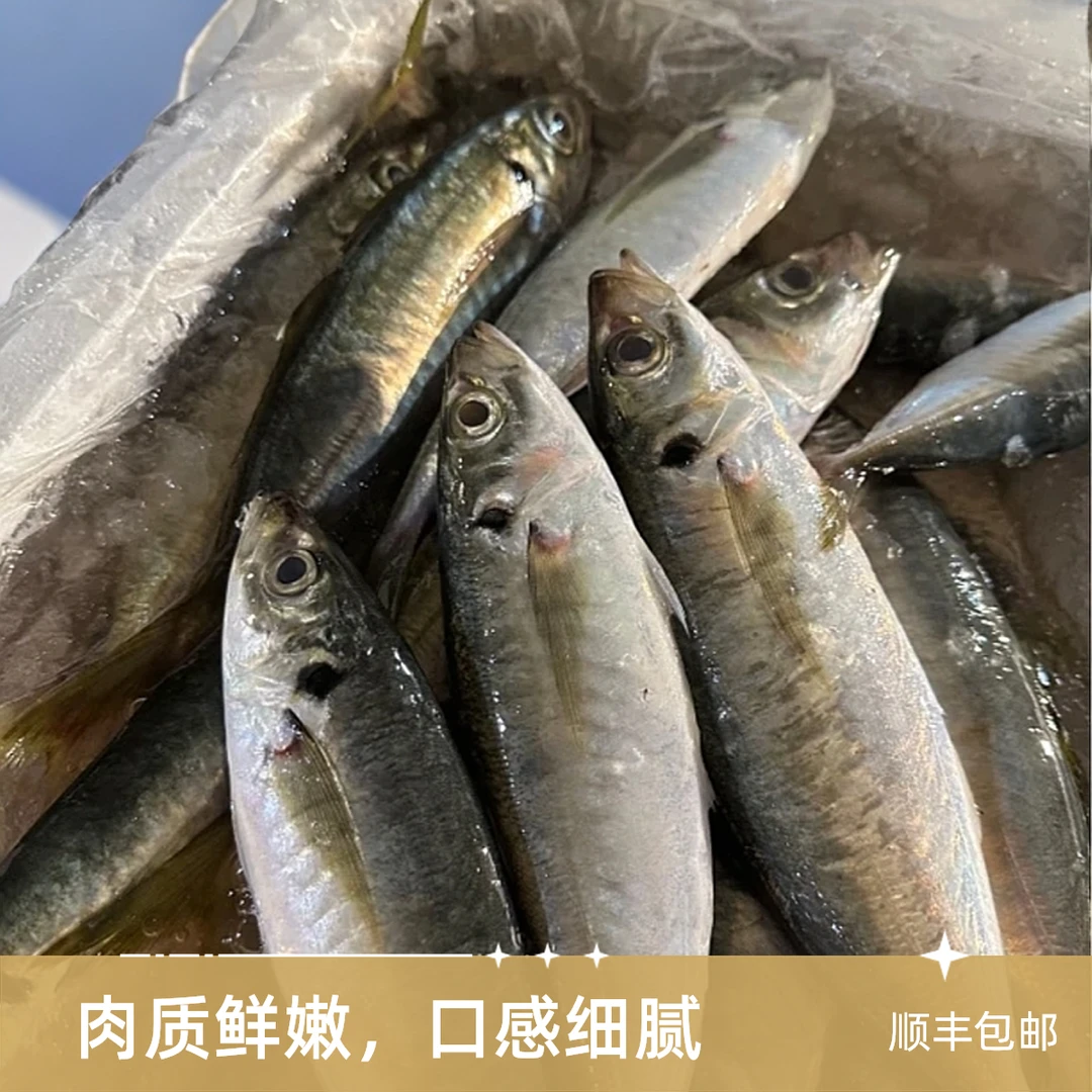 【达人专属】顺丰包邮大号巴浪鱼新鲜鳀活冷冻海鲜水产冰鲜提鱼红烧