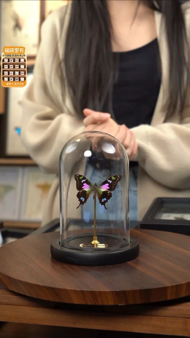 玫瑰青凤蝶小号玻璃罩