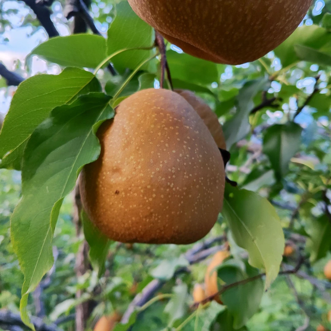 四川苍溪特产雪梨施家梨应季水果现摘发货脆甜多汁无渣