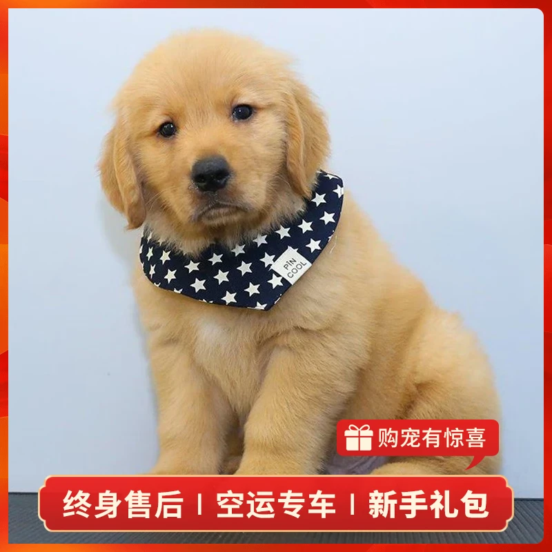 【弟弟】金毛幼犬宠物狗狗活体幼崽
