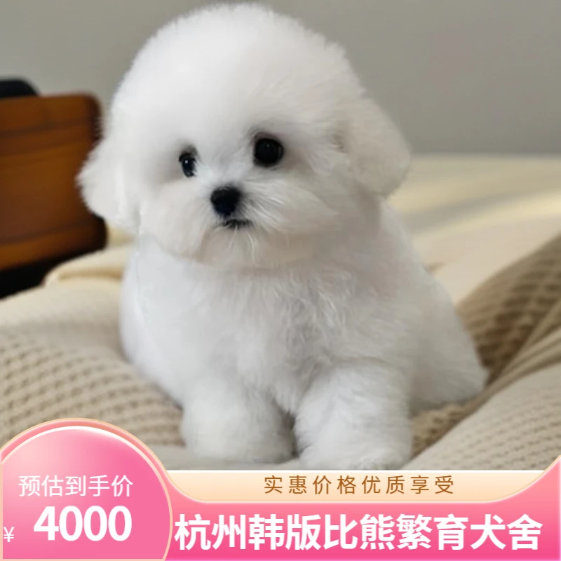 《杭州丢丢宠物》幼犬狗狗韩版小体比熊灰泰迪柯基金毛边牧宠物活体