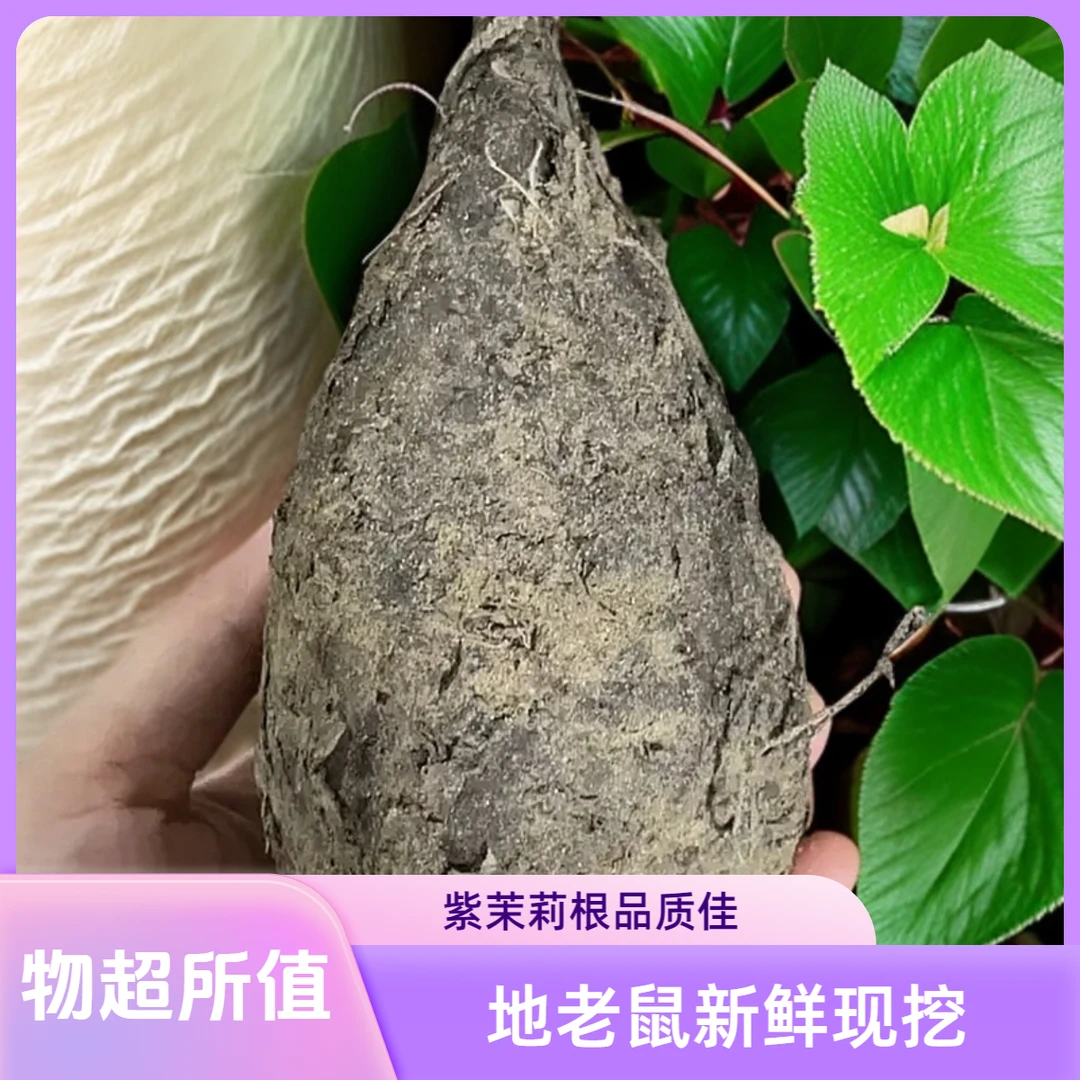 【地老鼠】钻地老鼠 紫茉莉根 现挖鲜货
