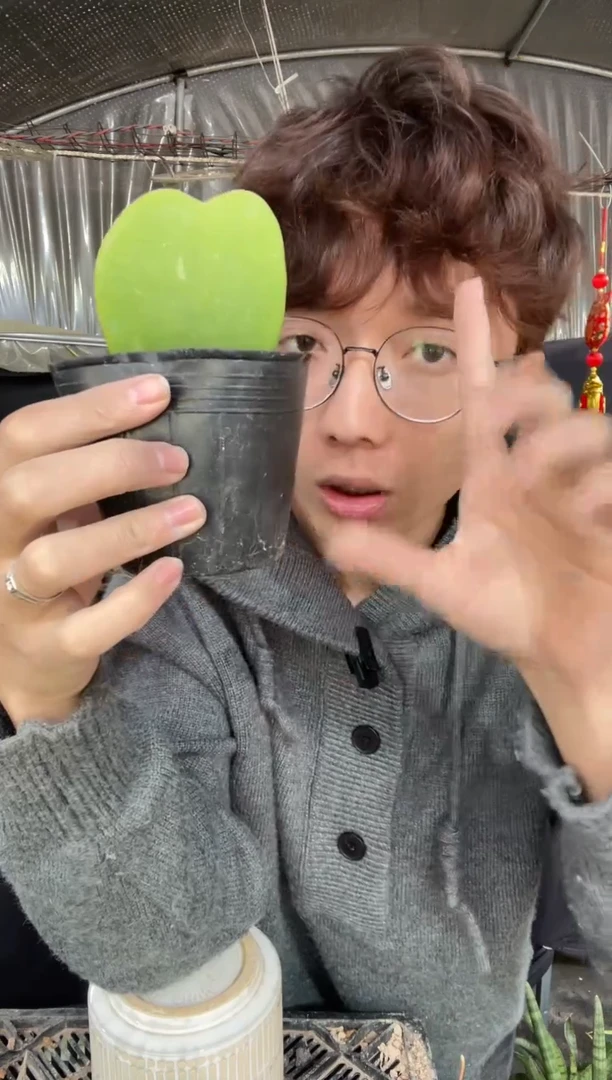 【闪购商品】一片心5棵9.9