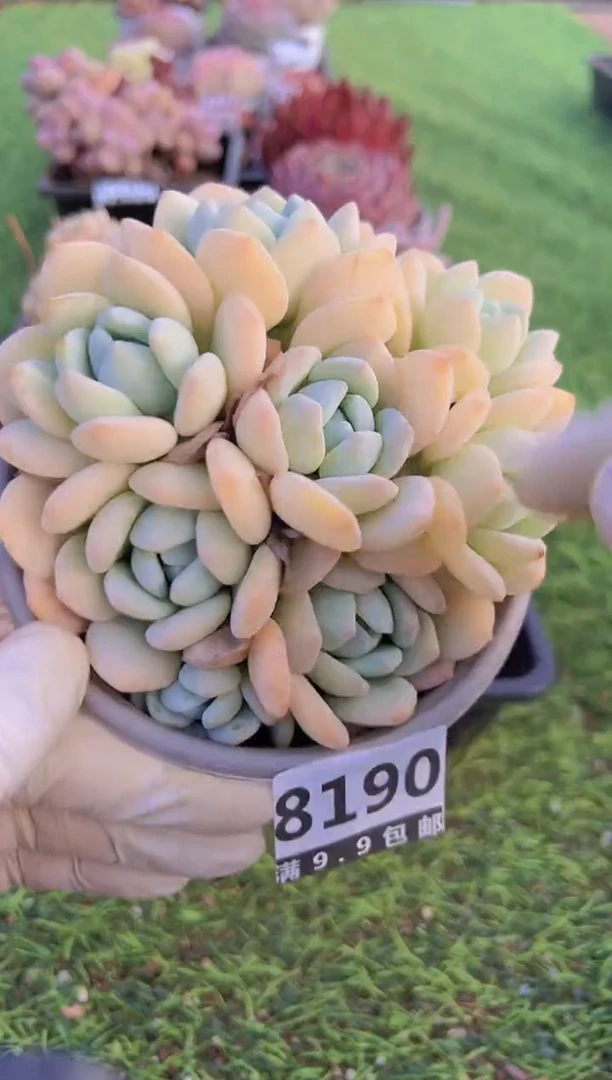 【闪购商品】信福多肉一物一拍