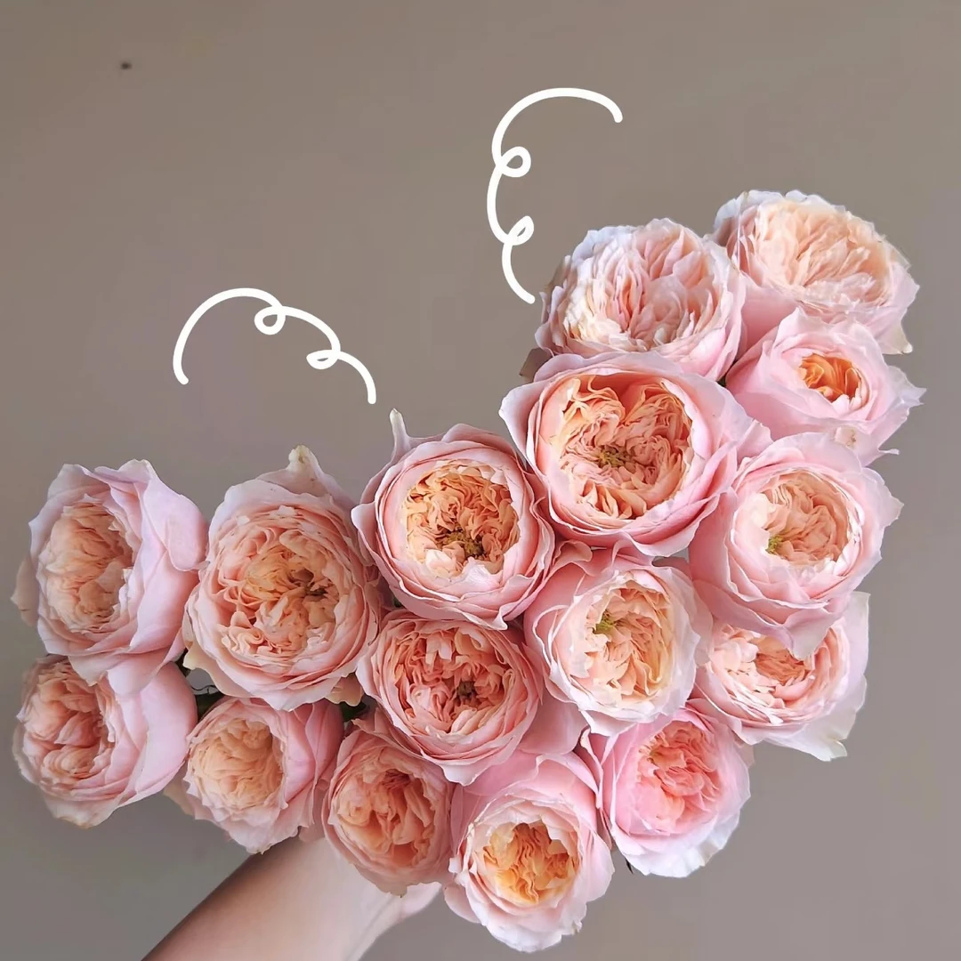 【粉蝴蝶】云南斗南基地现采现发品质好粉蝴蝶多头玫瑰10支