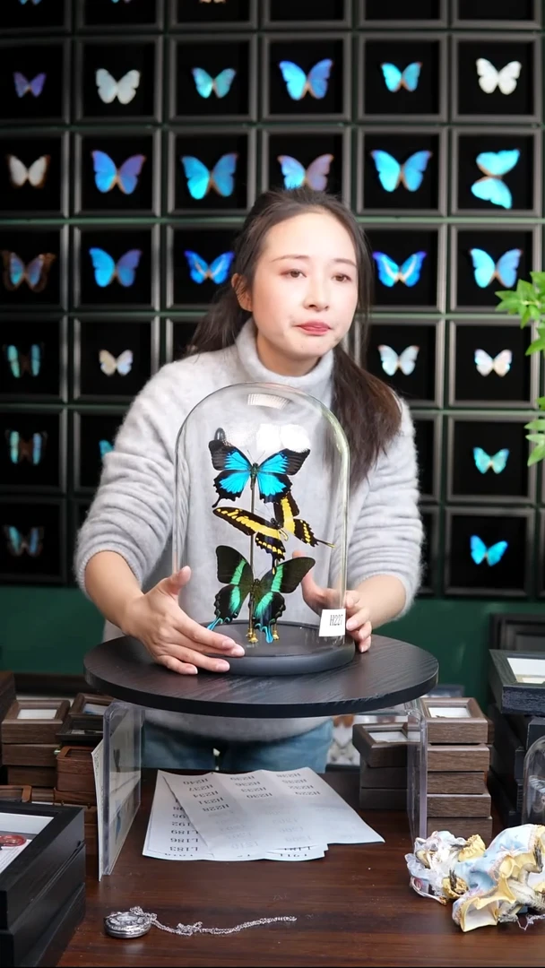 蝴蝶标本摆件竞拍三凤蝶H227