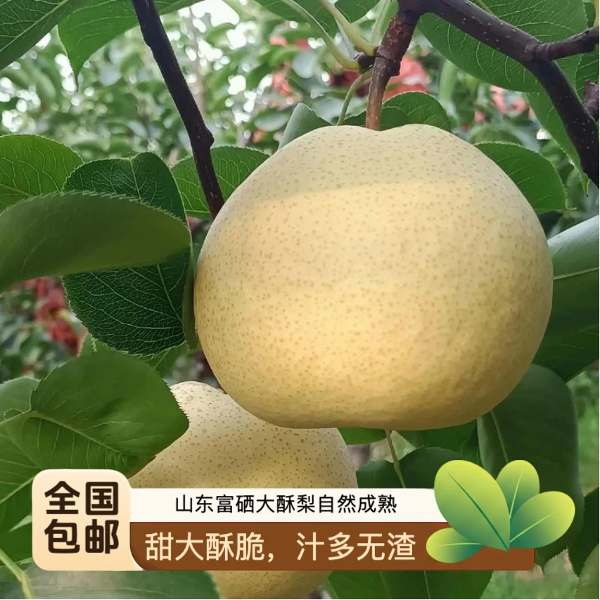 2025年新下脆甜多汁富硒山农酥梨梨子当季水果