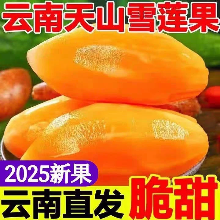 【超低价】云南天山雪莲果新鲜水果正宗新鲜现挖脆甜多汁低糖水果