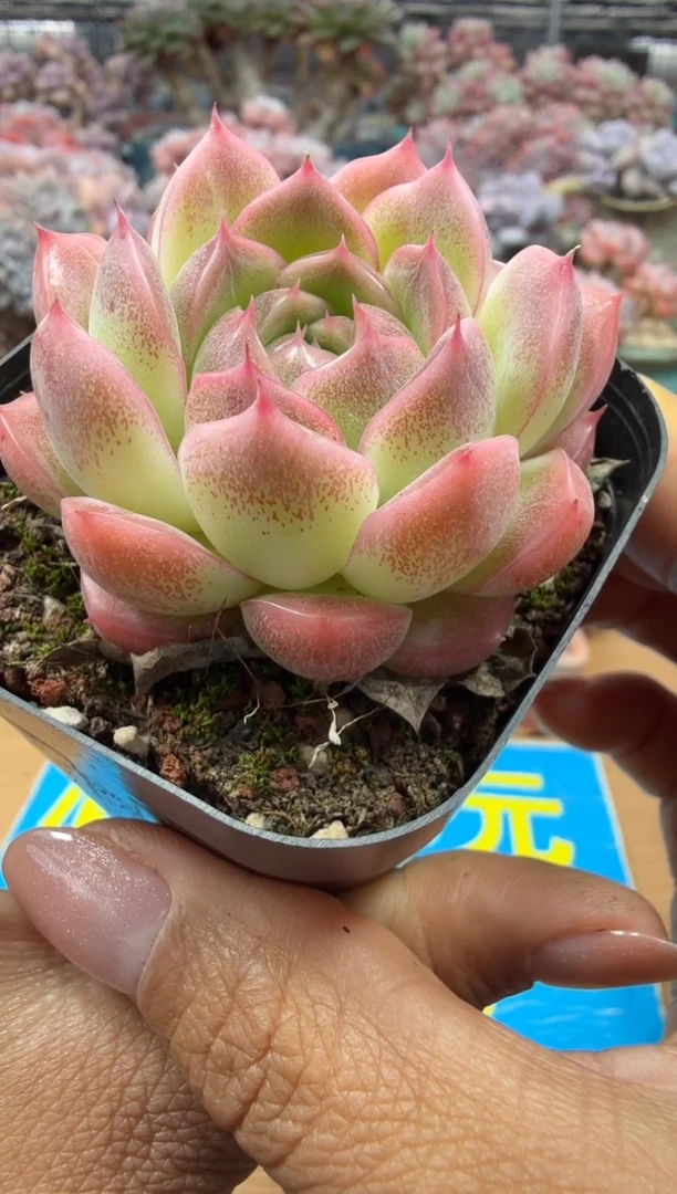 东云多肉园二店-167