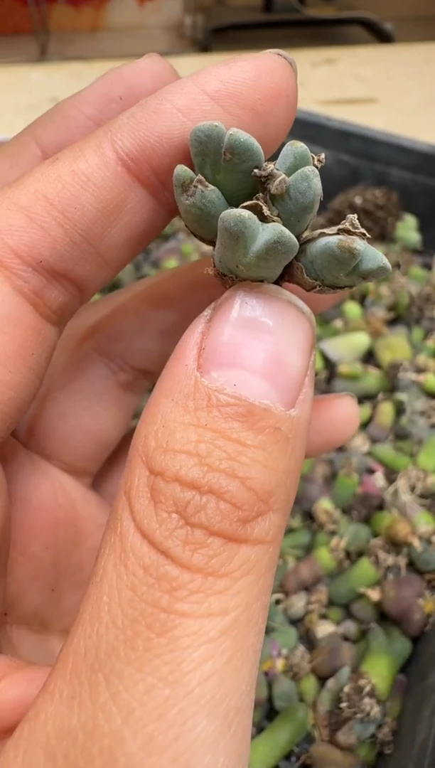 6-35多肉植物肉锥