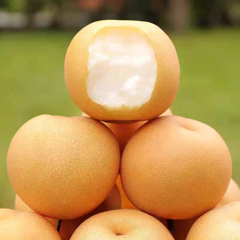 山东莱阳秋月梨脆甜新鲜爽口化渣皮薄肉厚苹果