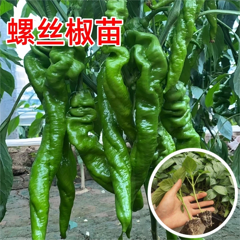 网红蔬菜苗辣椒苗黄瓜苗西瓜苗西红柿香瓜茄子秋葵空心菜