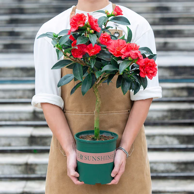 元旦提前购 年宵花 茶花仙子 花期超长 花园精灵