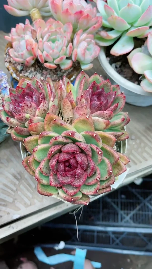 【闪购商品】21010