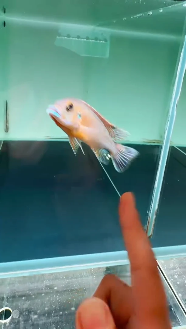 慈鲷鱼蓝唇威廉7-9cm一条