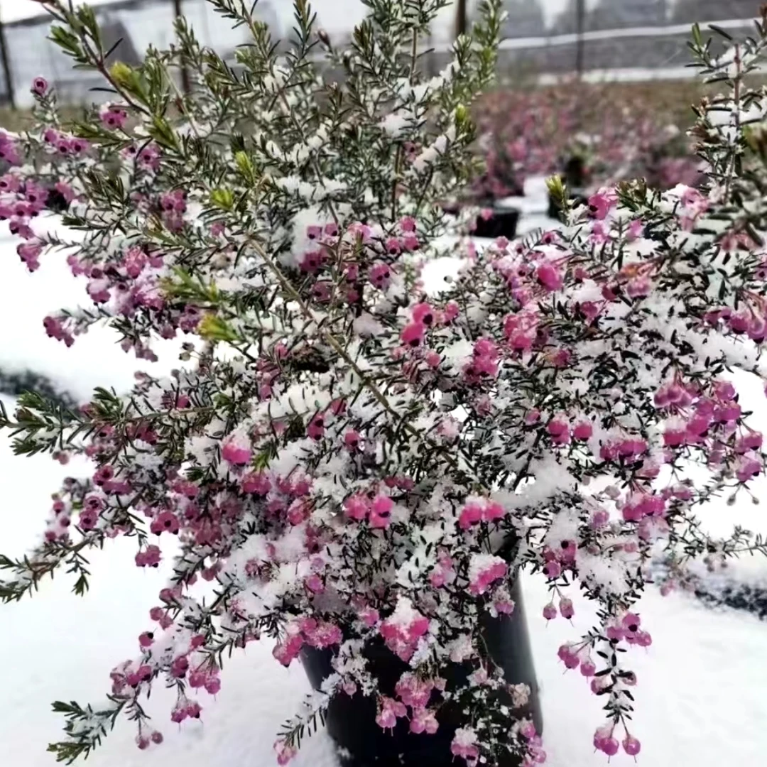 【欧石楠·天使之泪】下雪❄️下霜依旧开花的植物