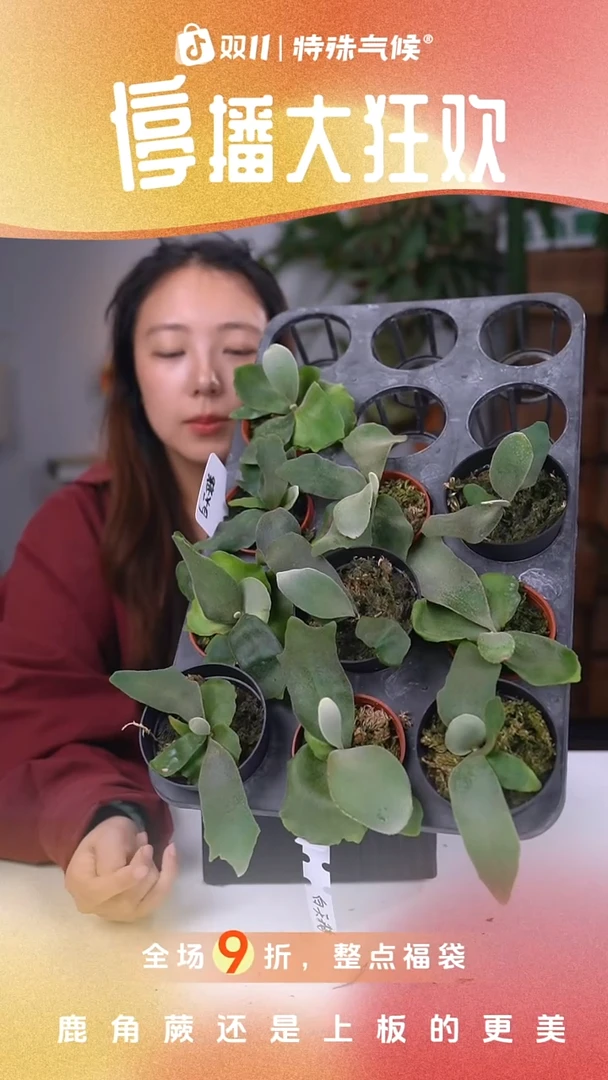 不开花植物白天鹅孢子苗（随机发货）