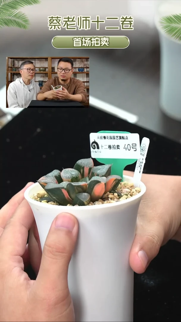 从前慢花园多肉植物十二卷-40号