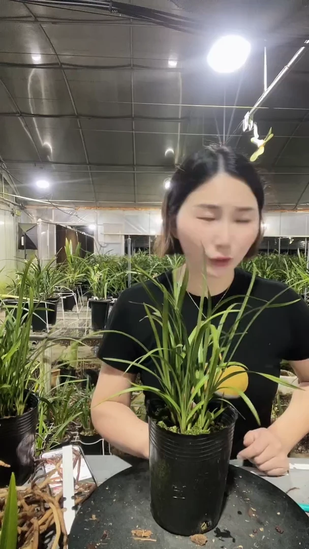 当前无花栽培后可以开花白雪冰心023