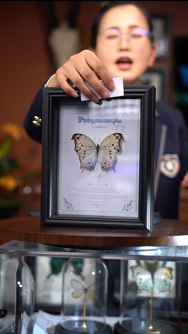 Q85      绿贝炬闪蝶    一图一物    拍下不退不换