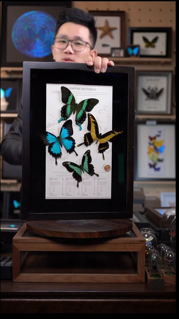 四只凤蝶蝴蝶组合高货