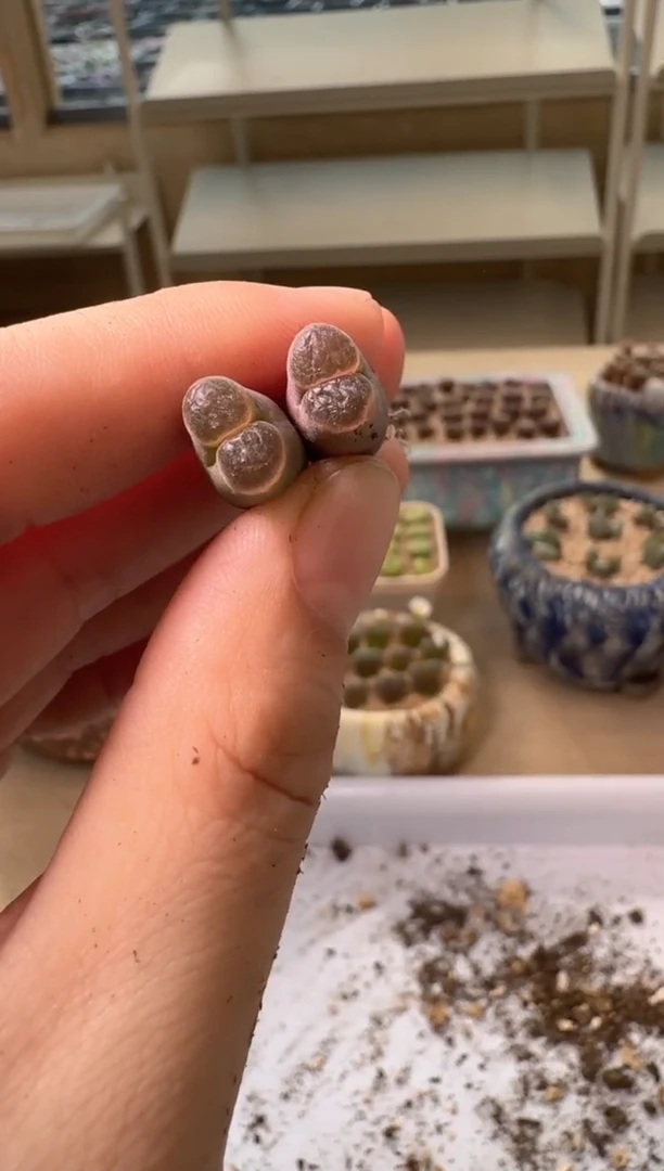 30-35多肉植物肉锥