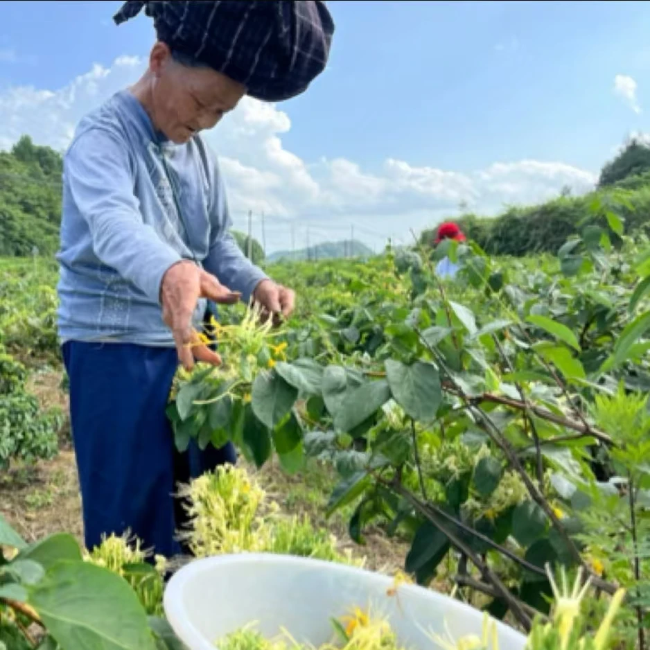 250g腊尔山农家金银花干