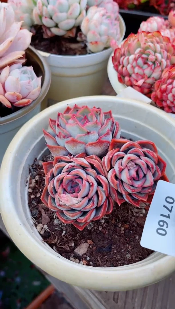 【闪购商品】07160