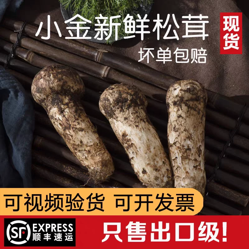 四川小金松茸雅江松茸云南香格里拉新鲜松茸菌菇礼盒装