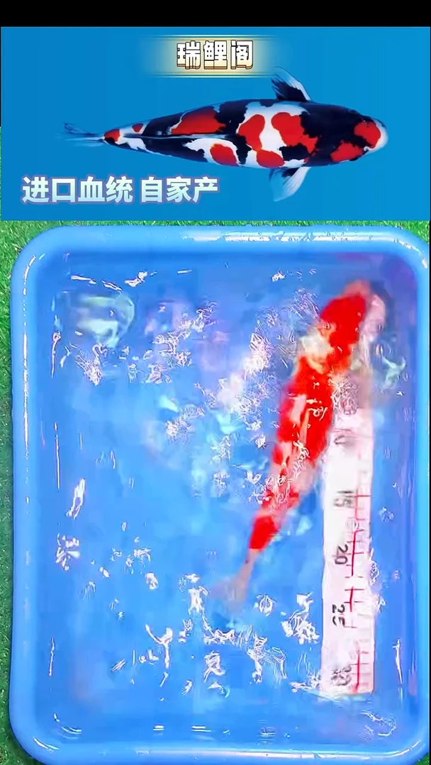 锦鲤瑞鲤阁精选--6