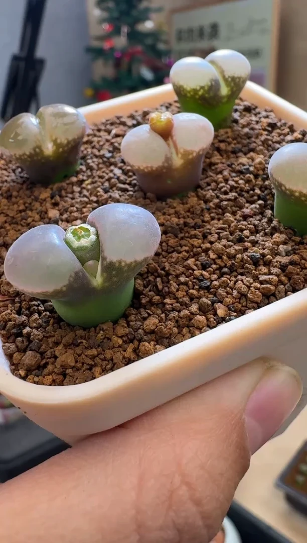 【闪购商品】19-43钻石风铃一颗