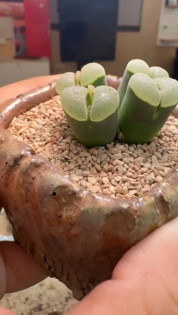 7-167多肉植物肉锥