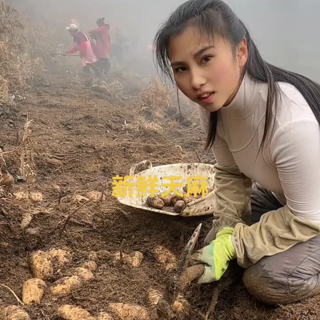 「云南鲜活天麻」昭通小草坝天麻 厂家活动价产地直销 适合煲汤送礼