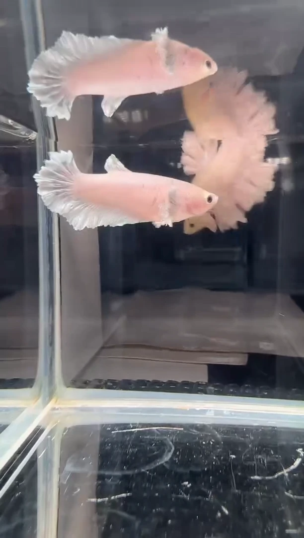 斗鱼斗鱼绣球大耳朵斗鱼母鱼