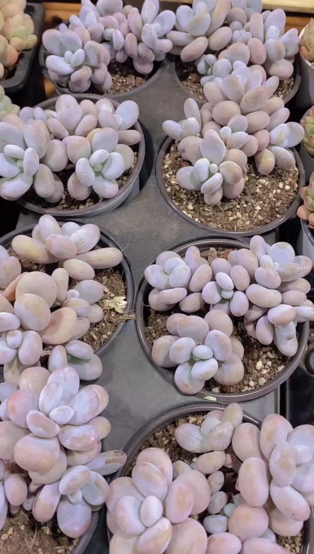 A121-奶酪群脱土发（量拍）