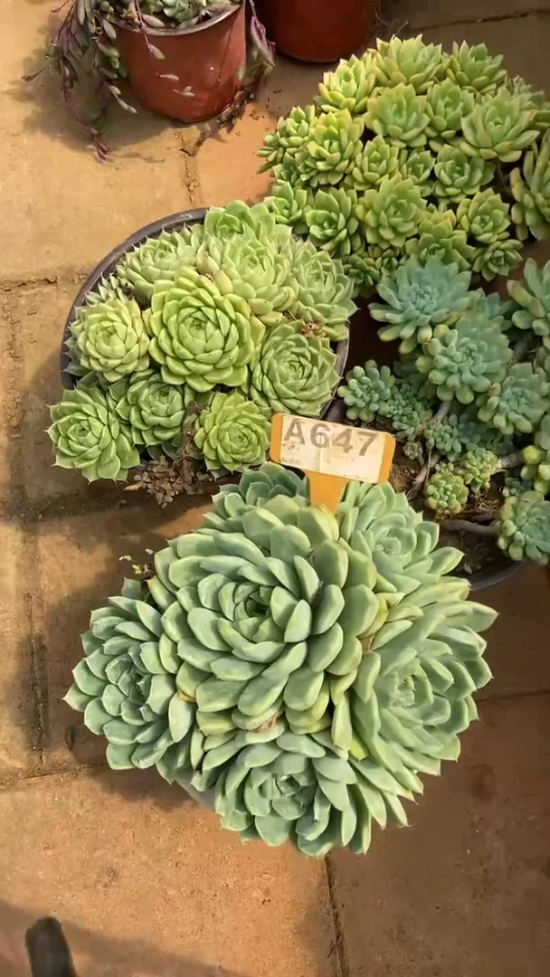 A647闪购清风花木兰多肉组合脱土发货
