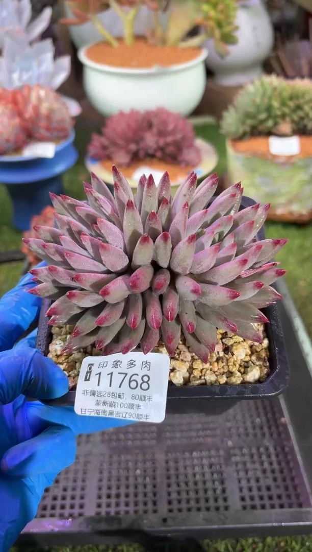 【闪购商品】11768