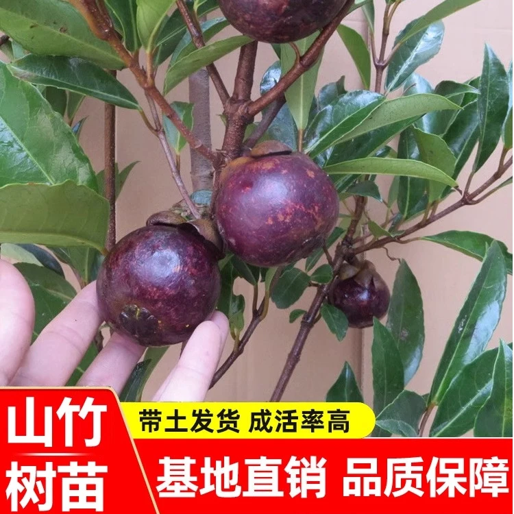 a泰国无籽山竹果树苗山竹树苗南北方种植四季盆栽地栽苗