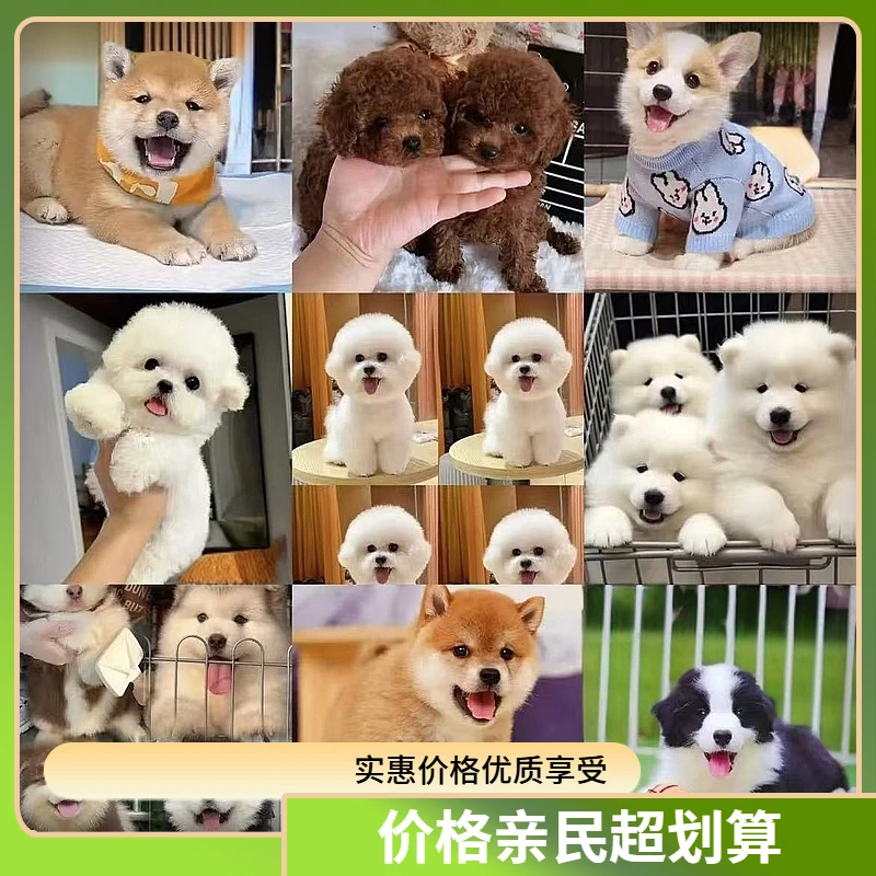 活体通用小体韩版纯种可爱伴侣小宠物温顺乖甜美卡哇伊