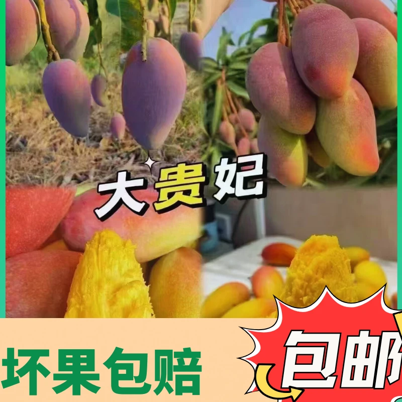 【贵妃芒】颜值超高的一款芒果 美女都爱吃 因为不上火