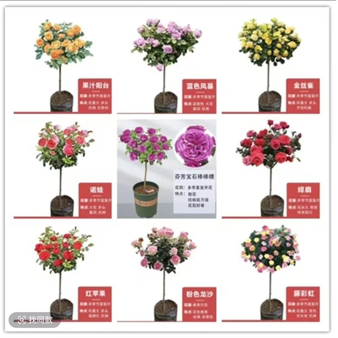 【直播链接】一物一拍修剪发货下单备注品种棒棒糖月季花