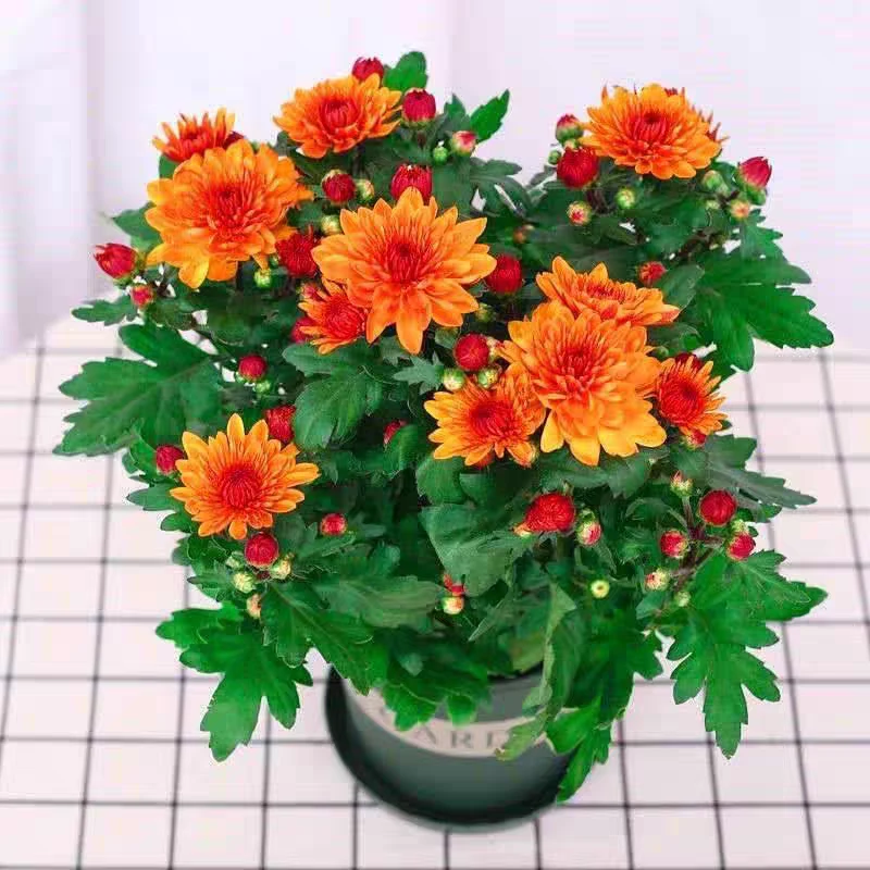 金盏水晶重瓣荷兰菊耐寒带花菊花苗盆栽庭院多年生花卉四季菊花