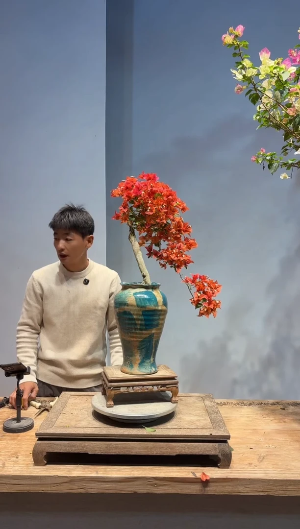 以实际为准三角梅45