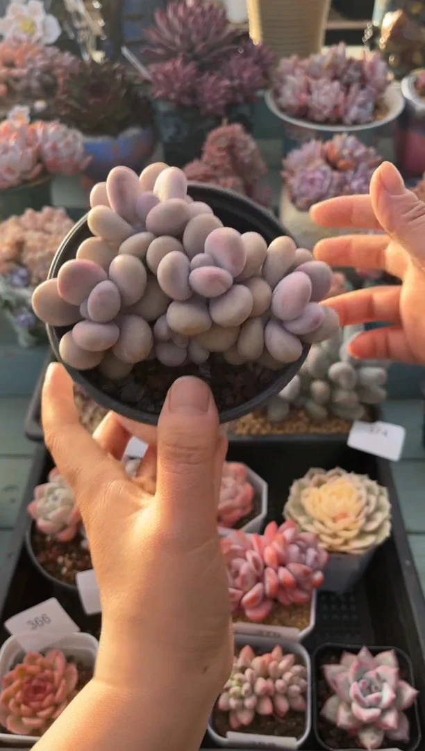 西**?381群生桃蛋多肉