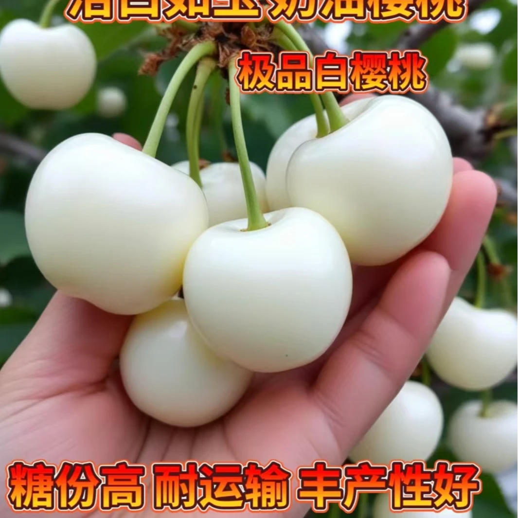 新品种冰淇淋樱桃奶油白樱桃南北方阳台庭院种植当年结果
