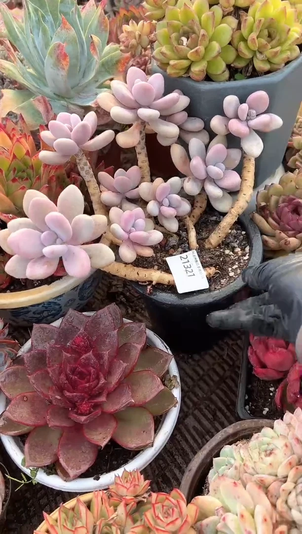 金***沙多肉植物一物一拍21321