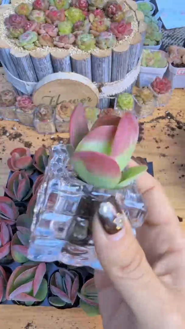 唐印1颗 量拍多肉植物 满9.9包邮