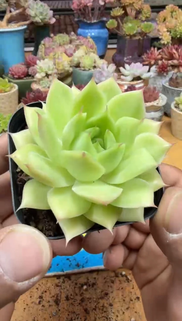 东云多肉园二店-171